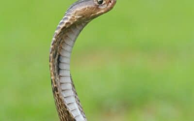 Talent Management — Snakes!